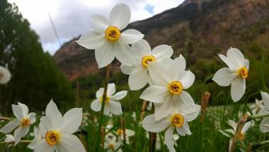 BPirineos-Las Plazas