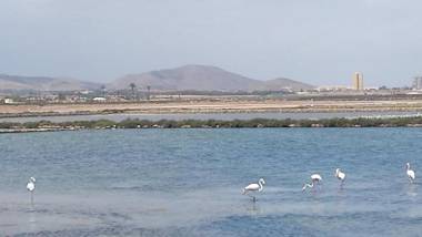 Inmovecos Alisios 329