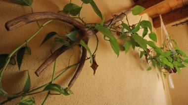 Alojamientos rurales Angelita