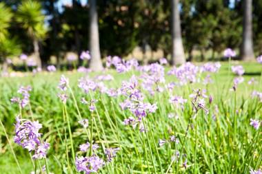 Son Caulelles - Adults Only