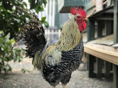 Eco Country House Star View Area