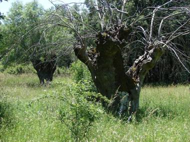 Estrella rural casa rural en la Sierra de Madrid