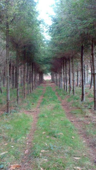 Albergue Turistico Salceda