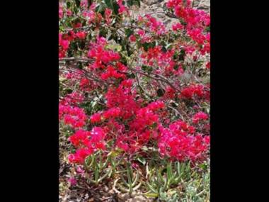 Casa Rural Los Olivos Arico relax hiking