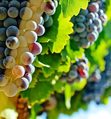 Hostal Rural Txapi Txuri Logis Hotels