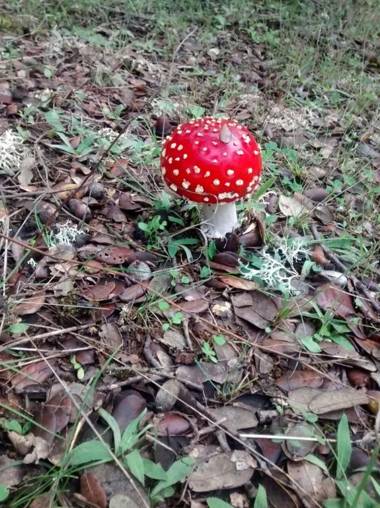 Hotel Rural - La Osa Mayor - 4 Estrellas