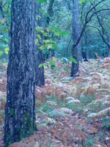 Arroyo Colladillos Caprichosa