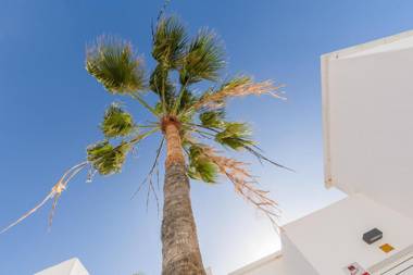 Conylanza Tabayba Blue