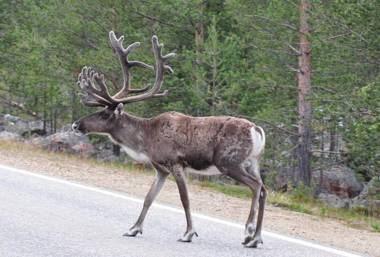 Ounasvaara Sport Cottages