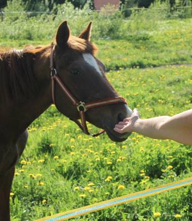 Mannimaatila Uni Lux