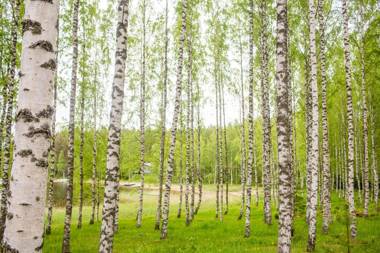 Resort Naaranlahti Cottages