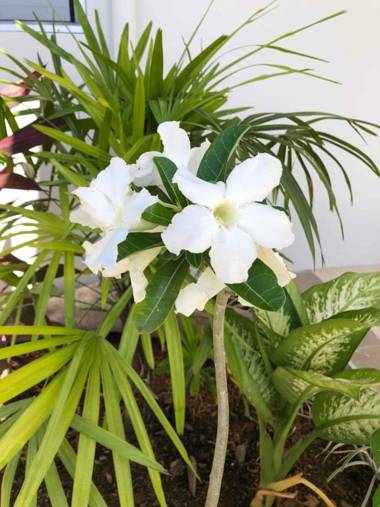 Platinum Cawa Apartments