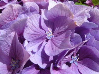 A l'Ombre des Pommiers