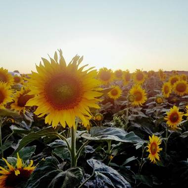 Fonsegre Chambres d'Hôtes