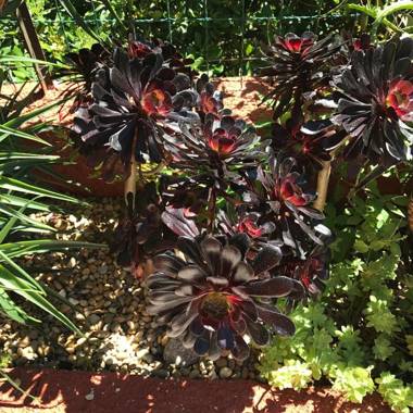 Villa Bougainvilliers