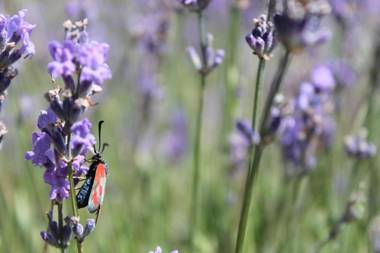 Hotel Les Restanques De Moustiers