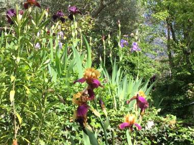 Clos des Iris