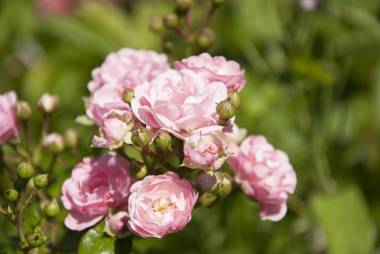 RONAN KERVARREC - Le Saison - Rennes - Saint-Grégoire