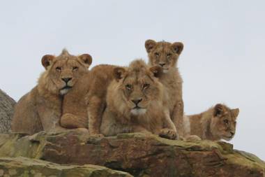 Gîte à l'ombre des chênes
