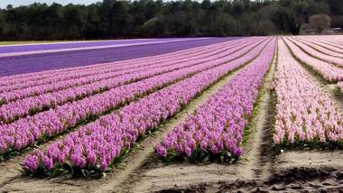 Moliets plage Résidence OPEN SUD