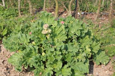 La Bergerie du festel