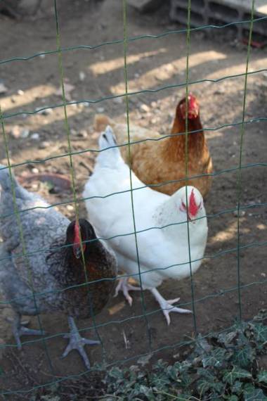 La Bergerie du festel