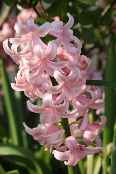 La Bergerie du festel