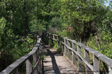 Comme à la maison - BASILIQUE