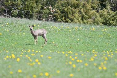 Relais du Bois du Four