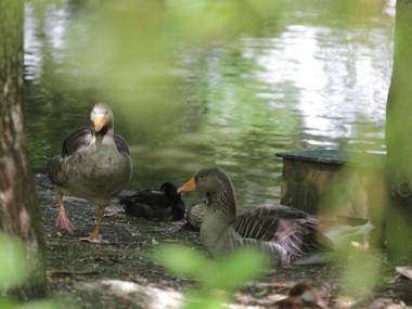 Chic Chalet in Quend-Plage-les-Pins with Barbecue