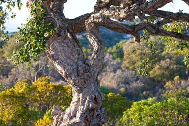Chambres d'hôtes Casa di l'Oru