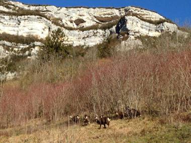 Home Nantua studio meublés Ain-Jura