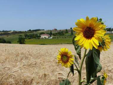 Gites des Camparros