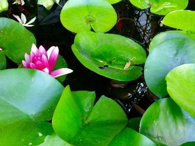 Chambres d'hôtes - Bed and Breakfast Les Palmiers