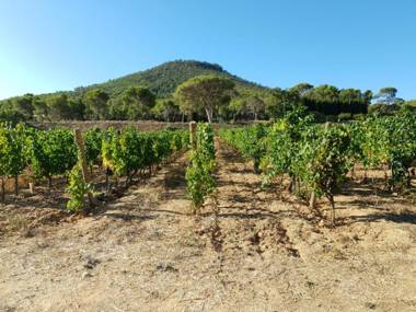 DOMAINE DE LA NAVICELLE - TIBOUREN