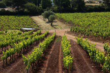 DOMAINE DE LA NAVICELLE - SYRAH