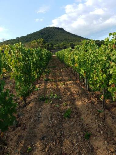 DOMAINE DE LA NAVICELLE - SYRAH