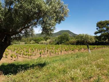 DOMAINE DE LA NAVICELLE - SYRAH