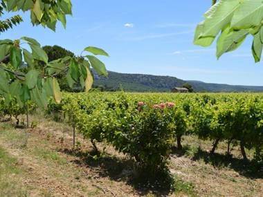 Gite on a quiet property through a wine garden surrounding.