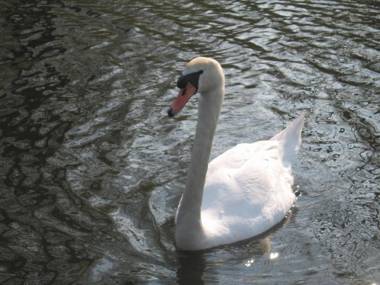 Hôtel L'ile Du Saussay