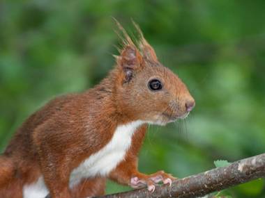 Appartement Font-Romeu-Odeillo-Via 4 pièces 8 personnes - FR-1-580-28