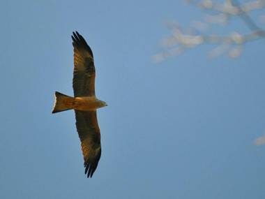 Appartement Font-Romeu-Odeillo-Via 2 pièces 7 personnes - FR-1-580-27