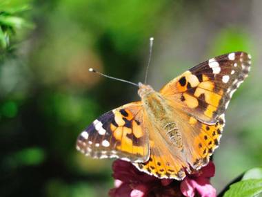 Studio Font-Romeu-Odeillo-Via 1 pièce 4 personnes - FR-1-580-38