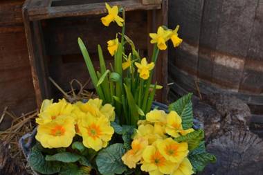 CHEZ CAROLINE dans un havre de verdure et de calme