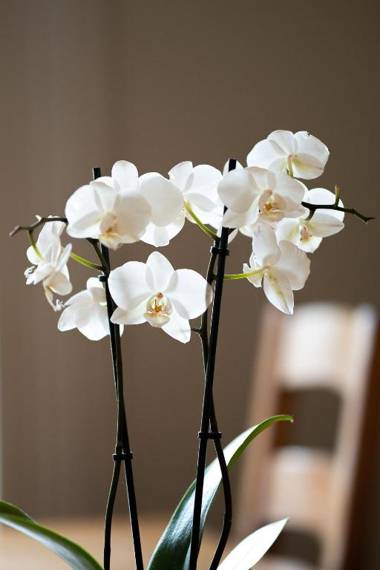 APARTMENT PRESIDENT - Alpes Travel - Central Chamonix - Sleeps 12