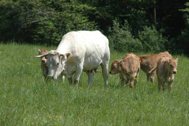 Château de Mavaleix
