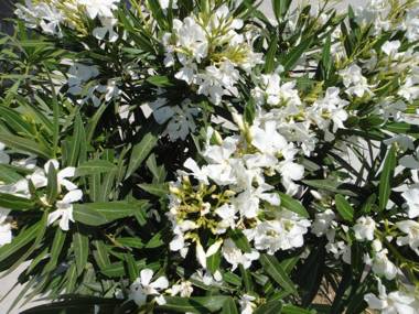 Home Cassis - Maison Mediterrannee - Piscine chauffée