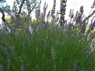 Gîte Les Feuilles de Chêne