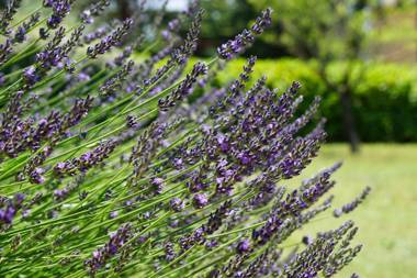 La belle histoire Gîte Ventoux