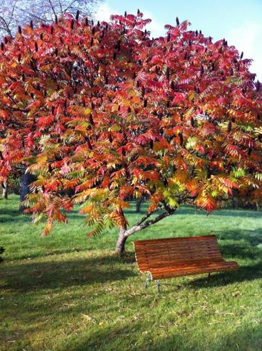 Bluets et Brimbelles